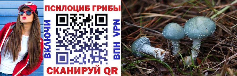 Галлюциногенные грибы Psilocybe  Новоуральск 